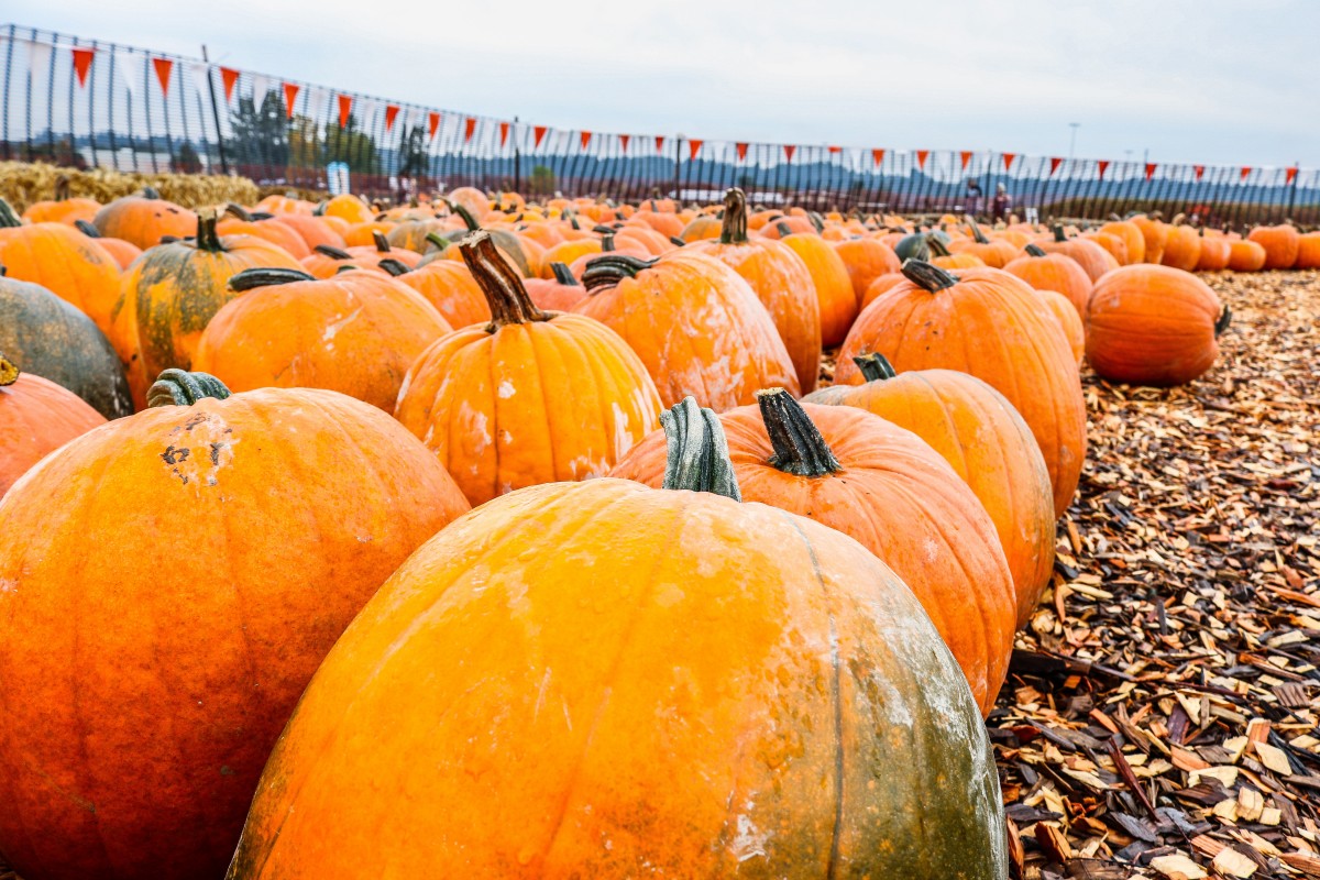 pumpkins